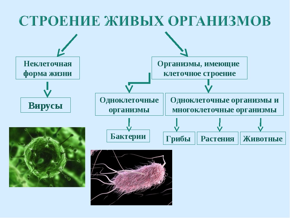 Почему бактерии вирусы одноклеточные водоросли. Неклеточные организмы вирусы. Строение живых организмов. Клетоное строение н имеют. Многоклеточные организмы.